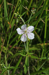 Geranium krameri (Geranium krameri)