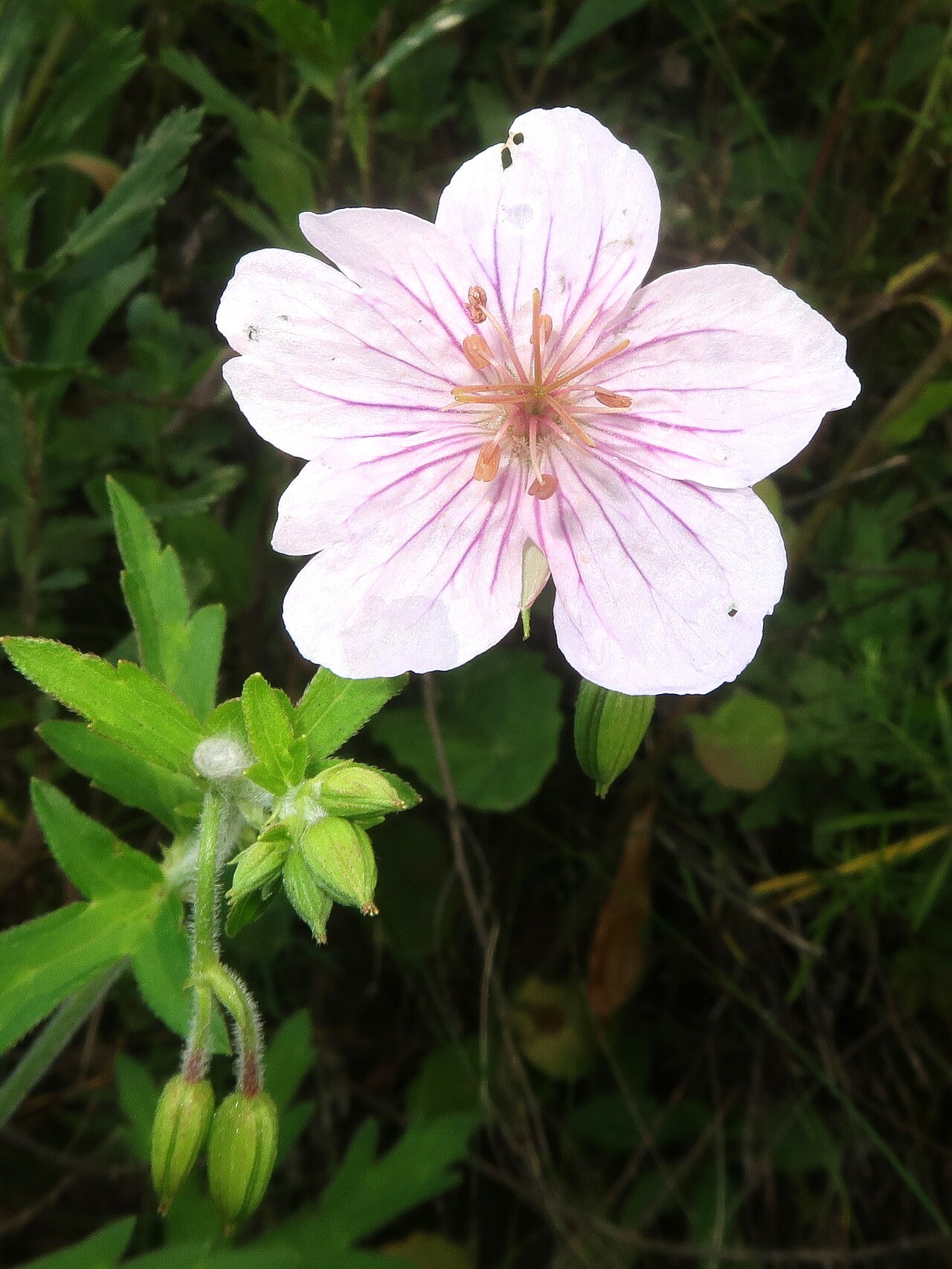 Geranium krameri: Geranium krameri , Chino city, Nagano pref., Japan