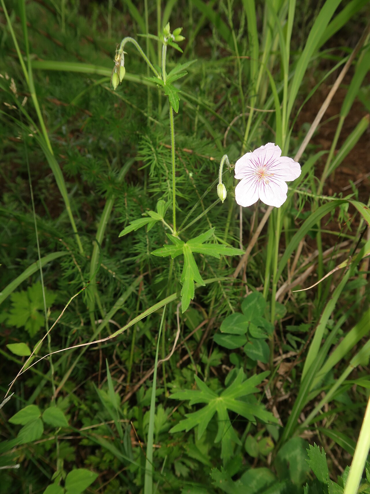 Geranium krameri: Geranium krameri , Chino city, Nagano pref., Japan