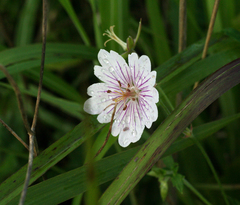 Geranium krameri (Geranium krameri)
