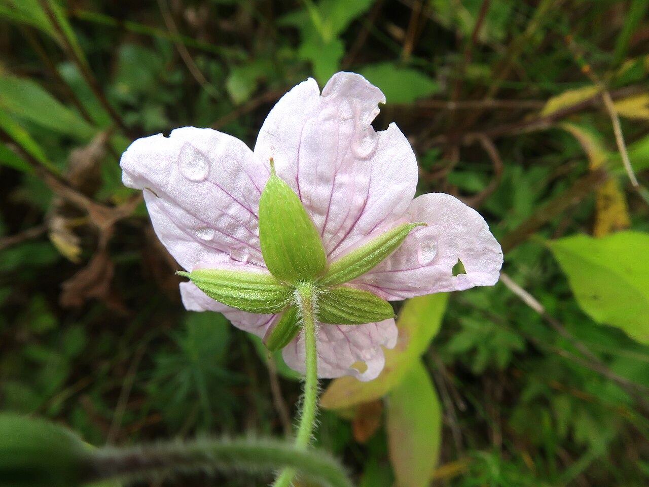 Geranium krameri: Geranium krameri , Chino city, Nagano pref., Japan