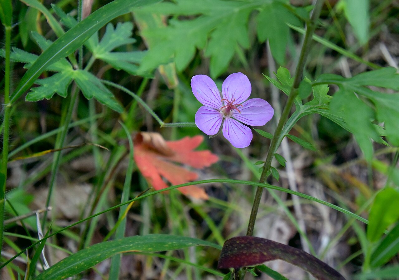 Geranium krameri: w/ Nikon 1 V3 +10-30mm VR