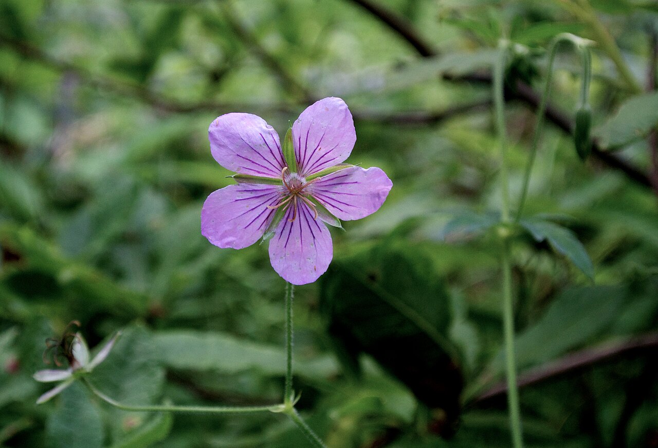 Geranium krameri: w/ Nikon 1 V1 +10-30mm