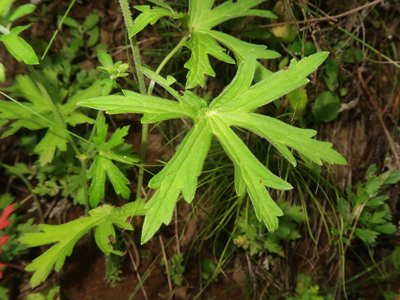 Geranium krameri: Geranium krameri , Chino city, Nagano pref., Japan