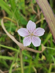 Geranium krameri (Geranium krameri)