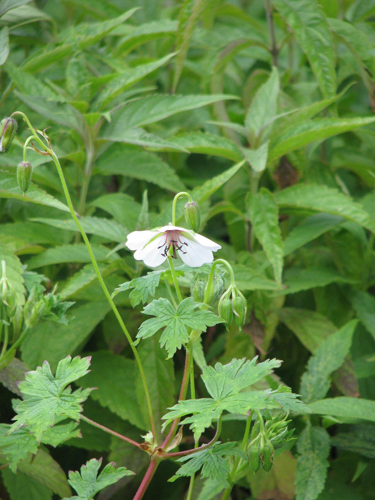 Geranium lamberti: Geranium lambertii ex Swansdown
