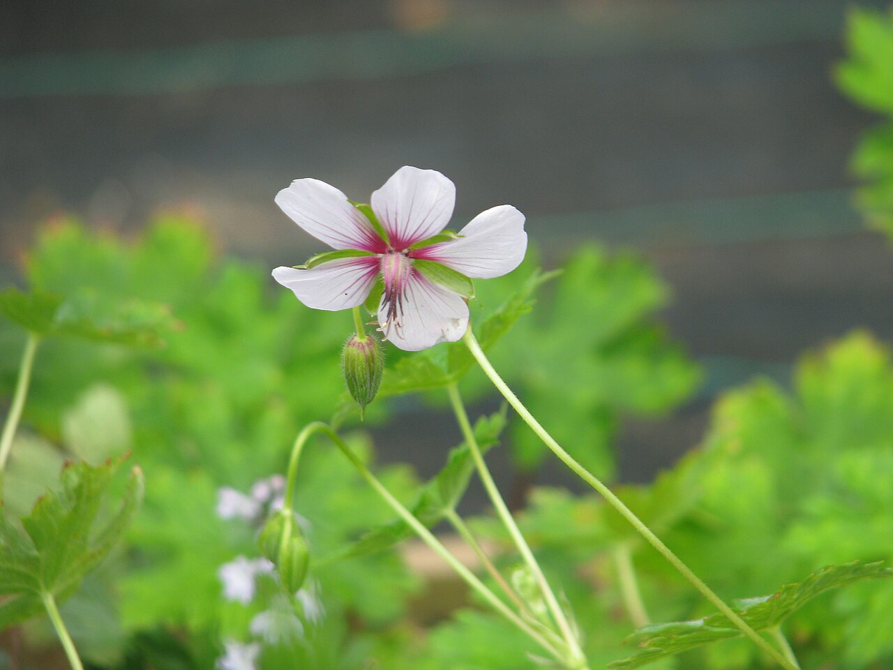 Geranium lamberti: Geranium lambertii