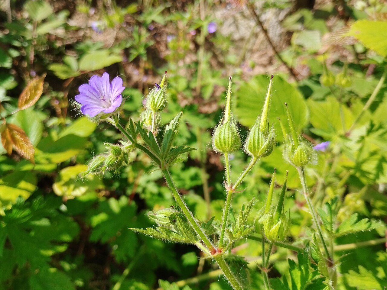 Geranium lanuginosum: Geranium lanuginosum, Riudarenes
