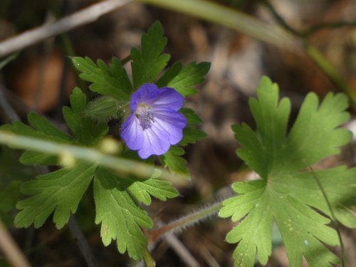 Geranium lanuginosum (Geranium lanuginosum)