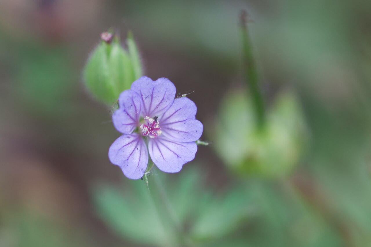 Geranium lanuginosum: Brandnäva-2786