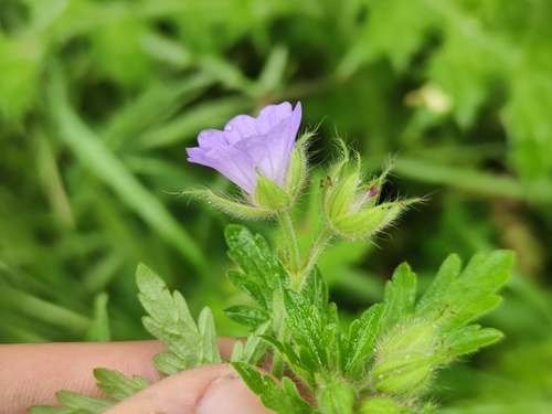 Geranium lanuginosum (Geranium lanuginosum)
