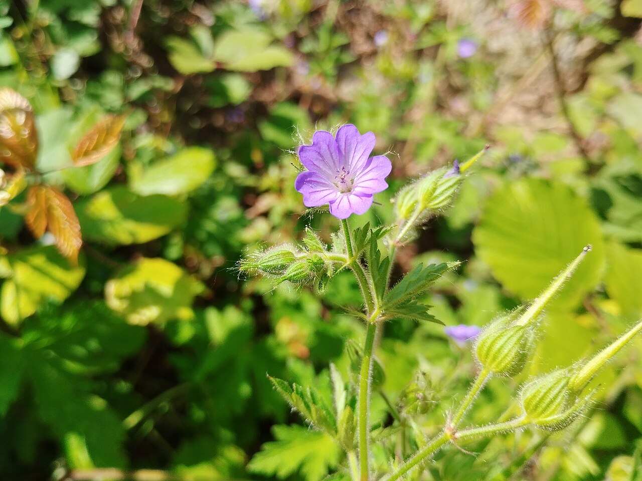 Geranium lanuginosum: Geranium lanuginosum, Riudarenes