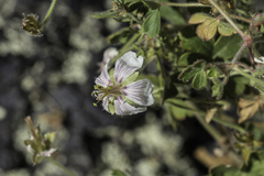 Mogollon geranium (Geranium lentum)