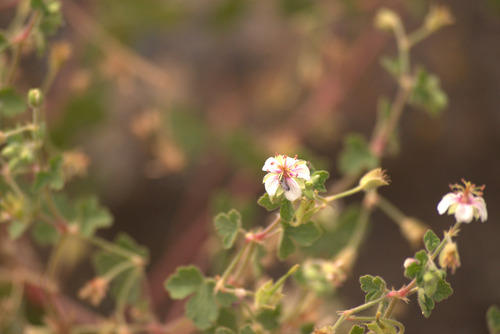 Mogollon geranium (Geranium lentum)
