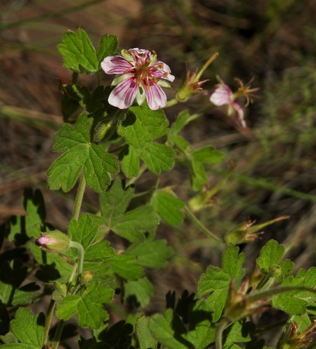 Mogollon geranium (Geranium lentum)