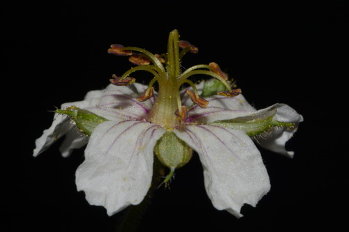 Mogollon geranium (Geranium lentum)