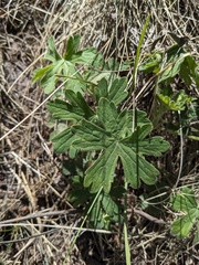 Mogollon geranium (Geranium lentum)