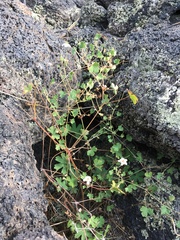 Mogollon geranium (Geranium lentum)