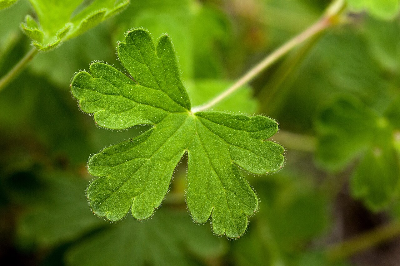 Mogollon geranium: Geranium lentum , northwestern foothills of the Black Range along Beaver Creek, east of Beaver Points, 33.394 -108.114, Catron County, New Mexico, 12 Aug 2016.