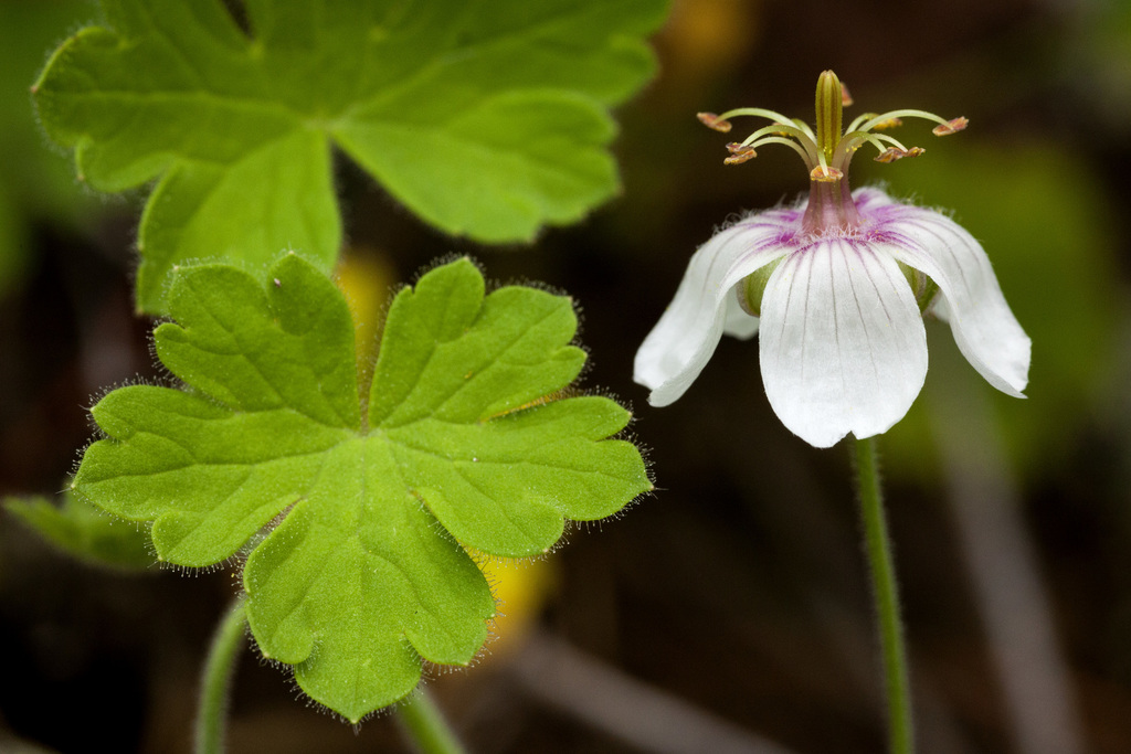 Mogollon geranium (Geranium lentum)