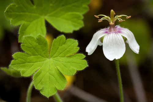 Mogollon geranium (Geranium lentum)