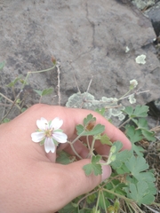 Mogollon geranium (Geranium lentum)