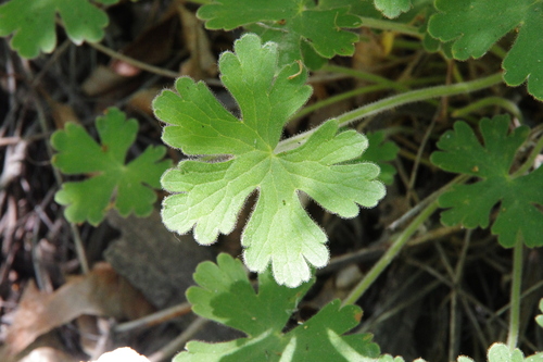 Mogollon geranium (Geranium lentum)