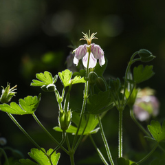 Mogollon geranium (Geranium lentum)
