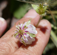 Mogollon geranium (Geranium lentum)