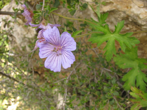 Geranium libani (Geranium libani)