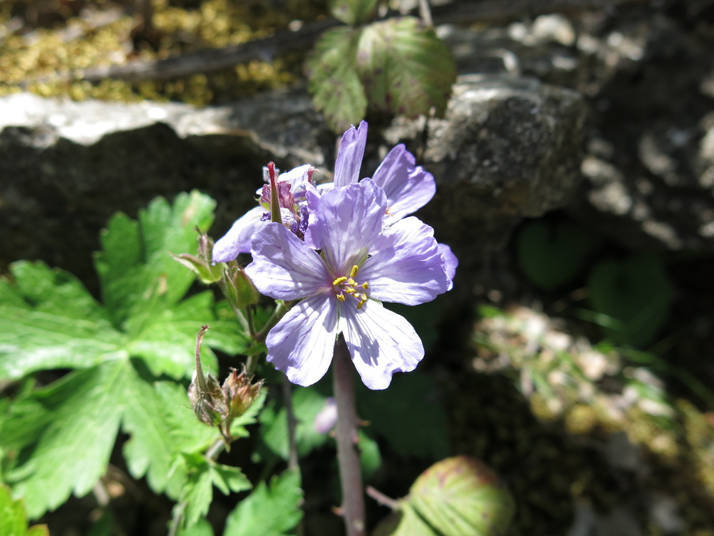Geranium libani (Geranium libani)