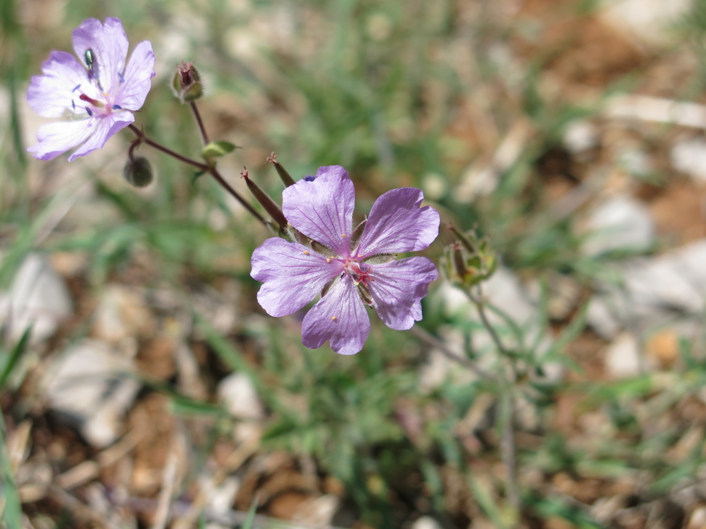 Geranium libanoticum (Geranium libanoticum)