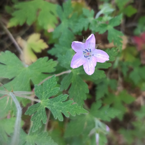 Geranium lilacinum (Geranium lilacinum)