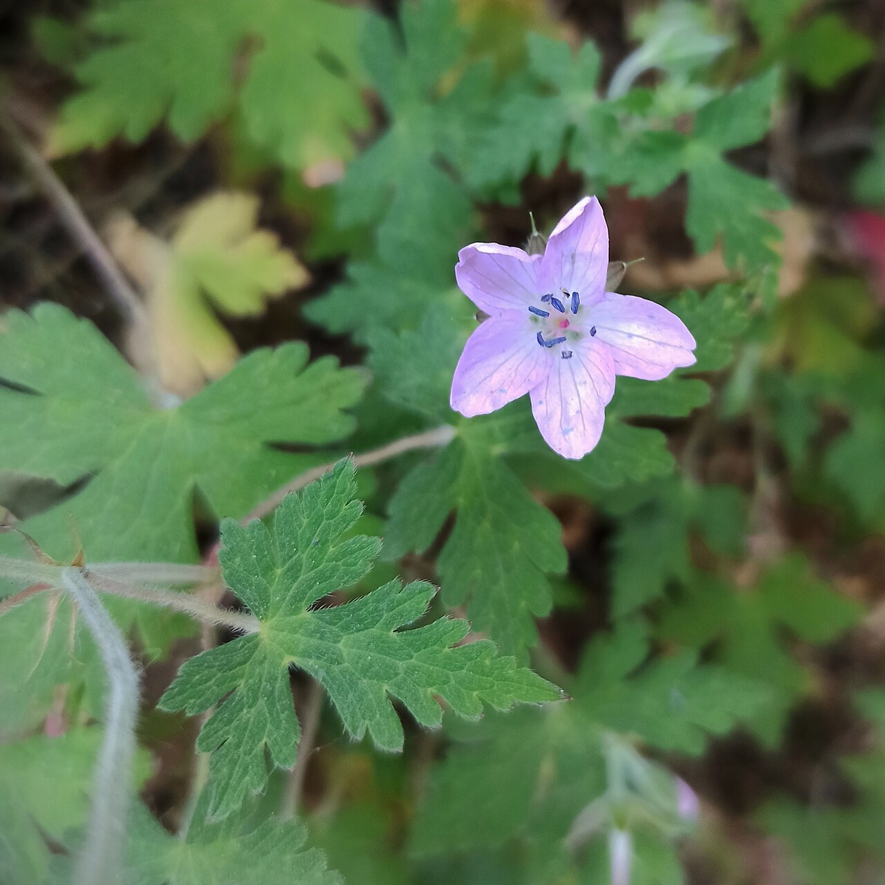 Geranium lilacinum: Geranium lilacinum (Familia: Geraniaceae).