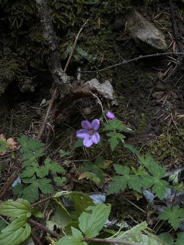 Geranium lilacinum (Geranium lilacinum)