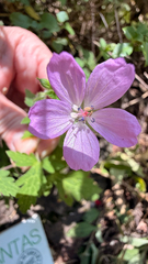 Geranium lilacinum (Geranium lilacinum)