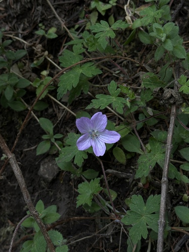 Geranium lilacinum (Geranium lilacinum)