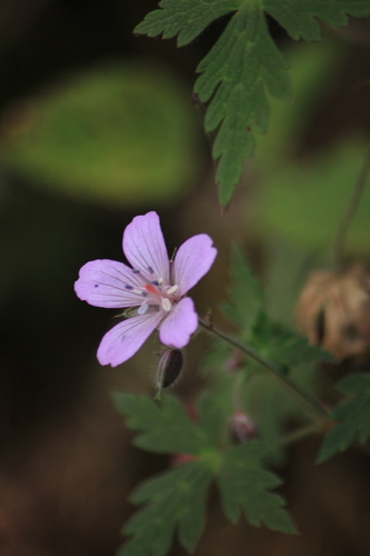 Geranium lilacinum (Geranium lilacinum)