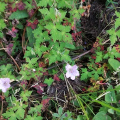 Geranium lilacinum (Geranium lilacinum)