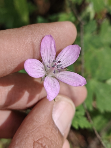 Geranium lilacinum (Geranium lilacinum)