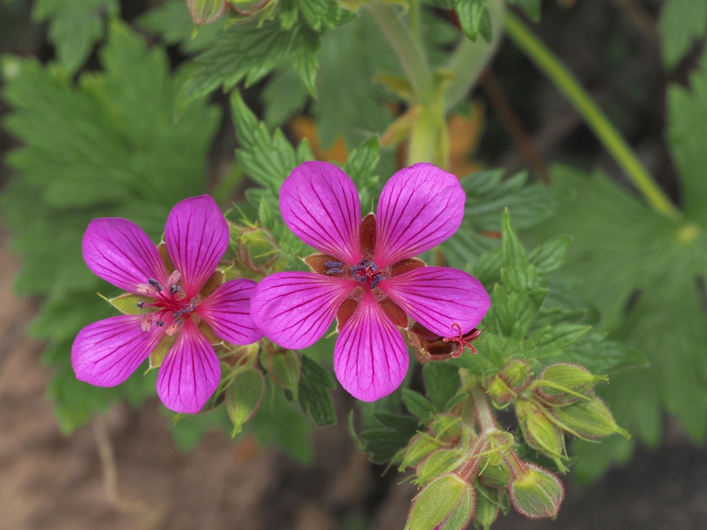Geranium lindenianum (Geranium lindenianum)
