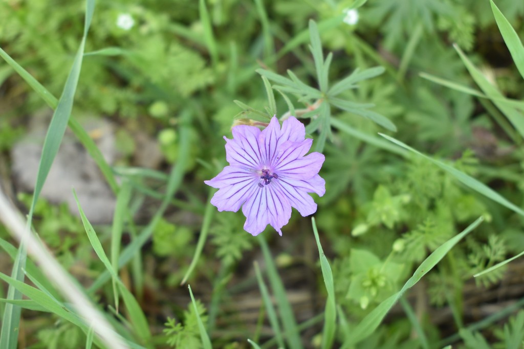 Geranium linearilobum (Geranium linearilobum)