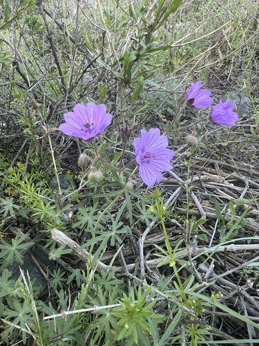 Geranium linearilobum (Geranium linearilobum)