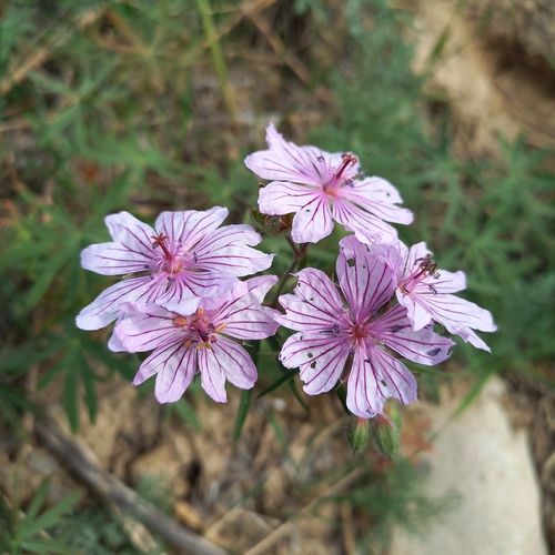 Geranium linearilobum (Geranium linearilobum)