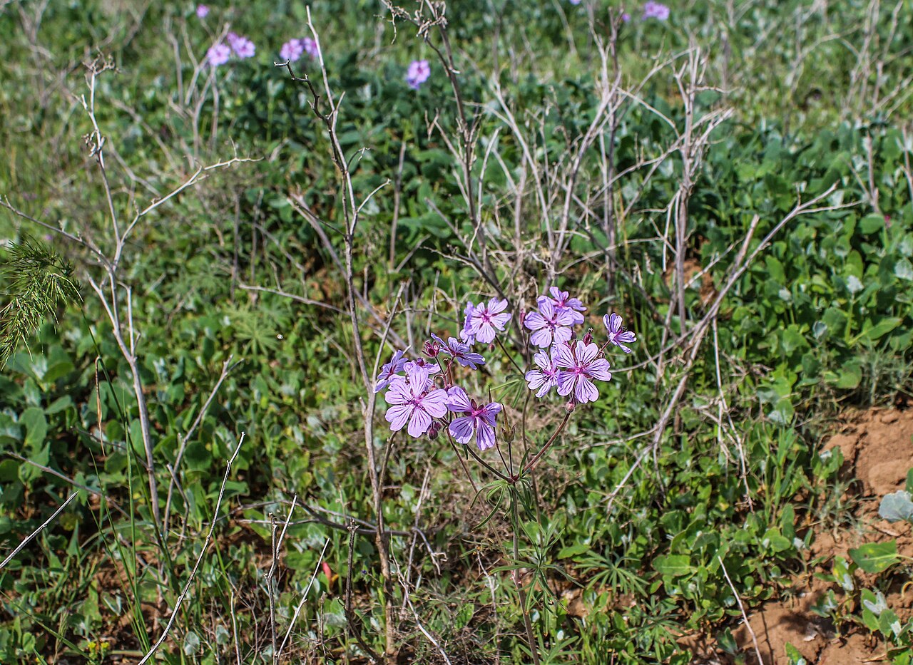 Geranium linearilobum: Geranium linearilobum