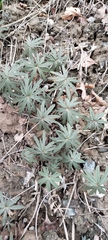 Geranium linearilobum (Geranium linearilobum)