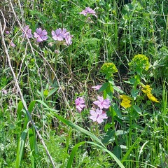 Geranium linearilobum (Geranium linearilobum)