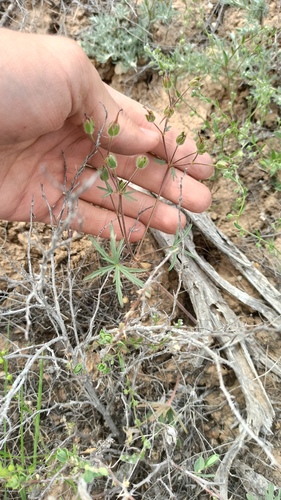 Geranium linearilobum (Geranium linearilobum)