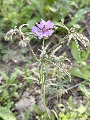 Geranium linearilobum (Geranium linearilobum)