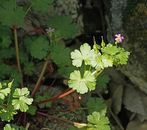 Shining geranium: Geranium lucidum . Losar de la Vera ( Cáceres , España ).